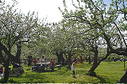 Rosendals