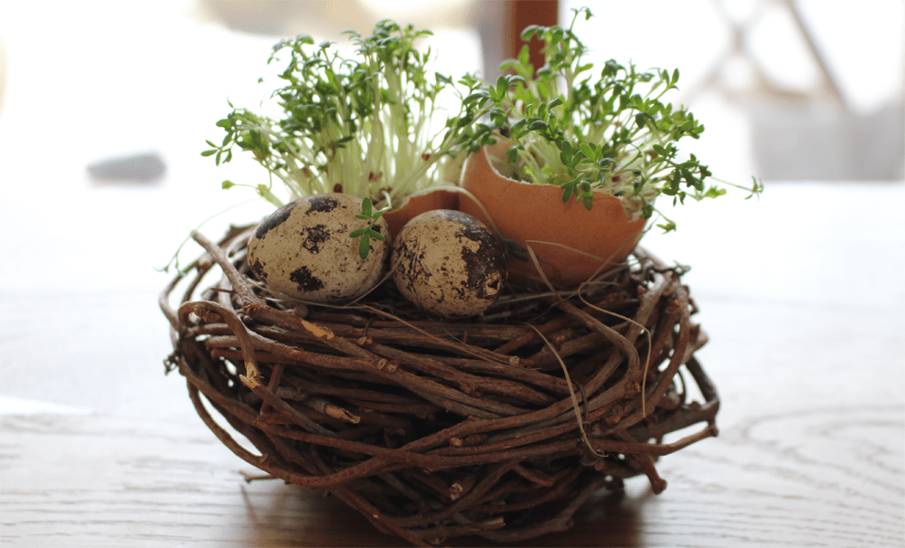 Dekorativ beim Osterbrunch: Kresse-Eier