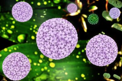 Wie gefährlich ist das Humane Papillomvirus?