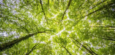 Nachhaltig investieren und Klimawandel aufhalten